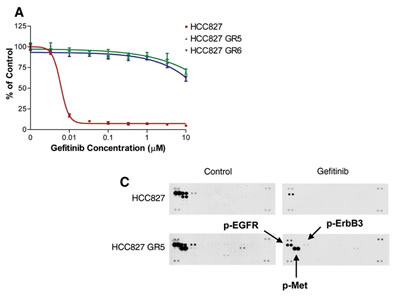 Image showing how HCC827 GR cells are resistant to gefitinib in vitro and show MET amplification